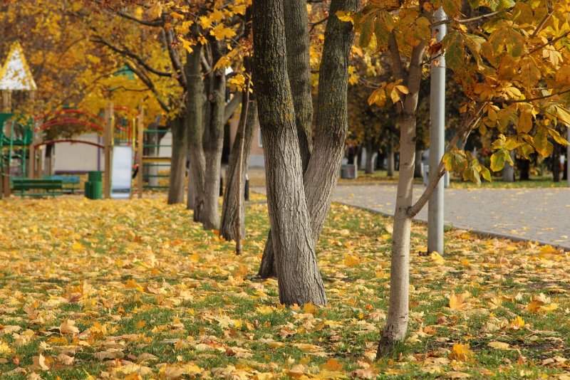Осенний двор