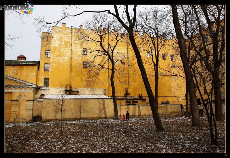 Крона дерева осенние сопки