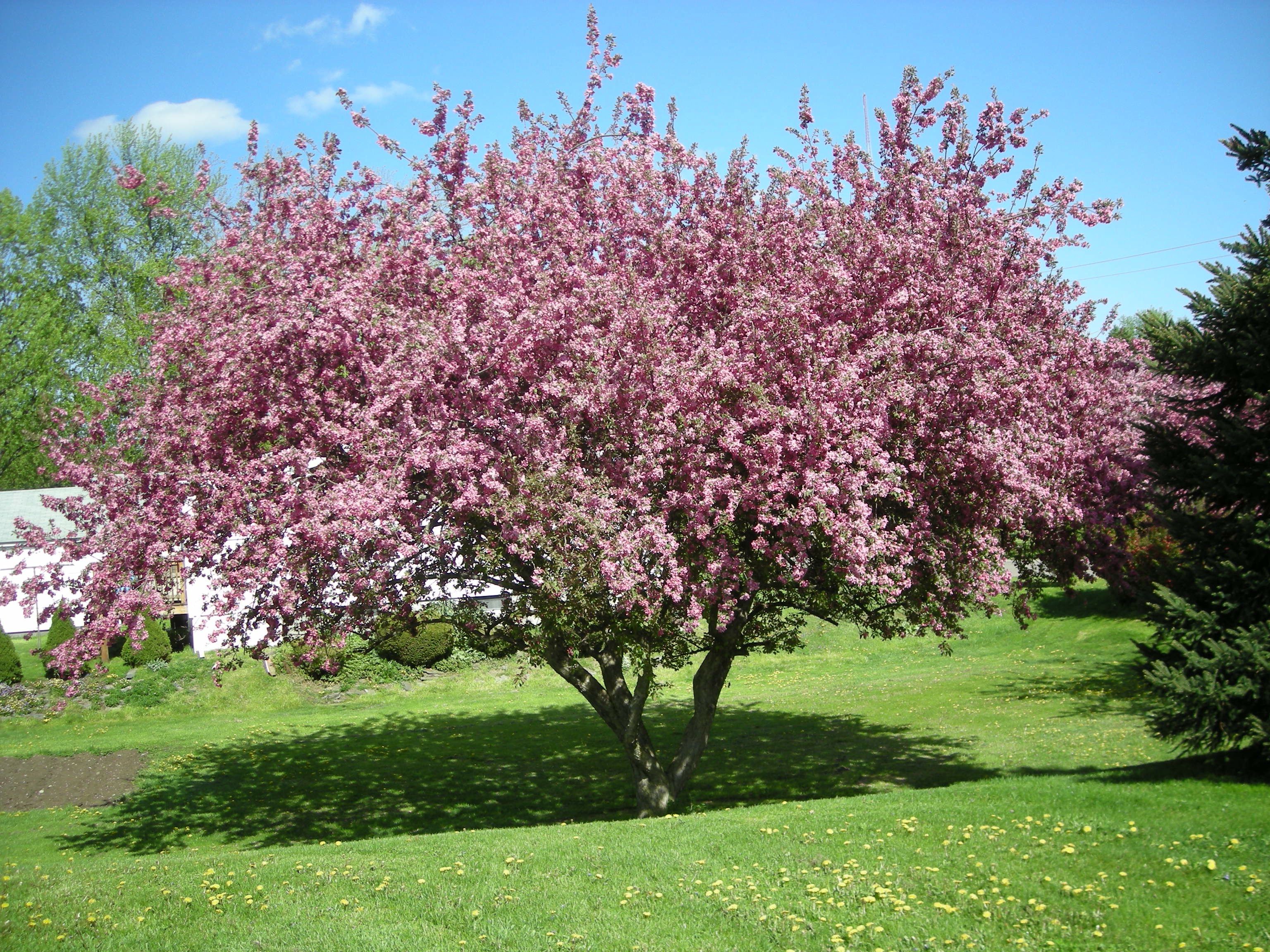 Яблоня malus фото