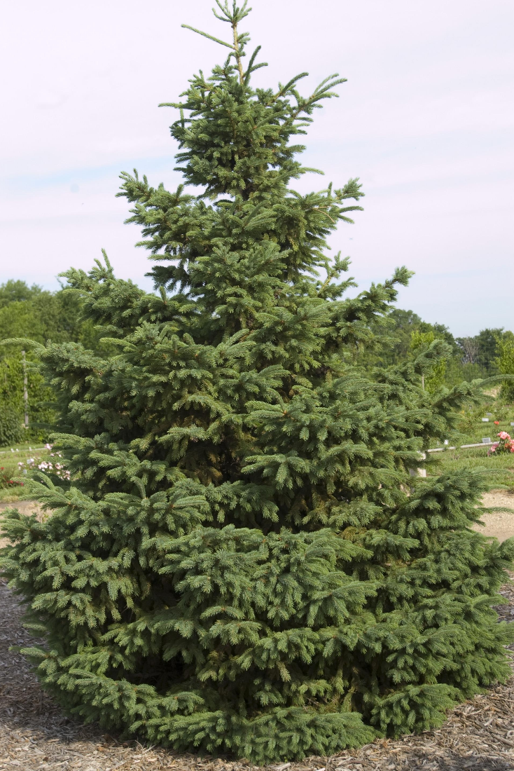 Picea Mariana Beissneri. Ель Picea Mariana Beissneri. Ель черная (Picea Mariana) Nana. Спрус – канадская черная ель.