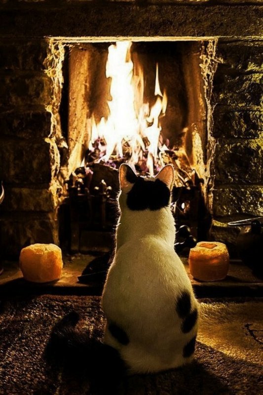 Котик у камина