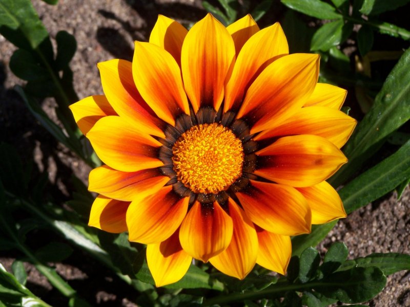 Гацания Gazania New Day Mix
