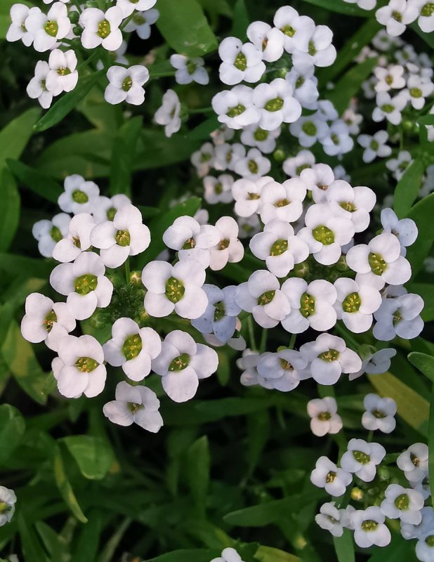 Лобулярия Приморская алиссум Lobularia maritima