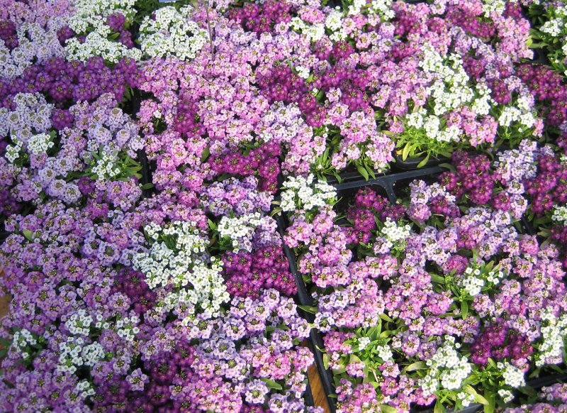 Алиссум (maritimum)