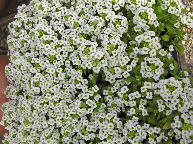 Лобулярия Приморская (Lobularia maritima)