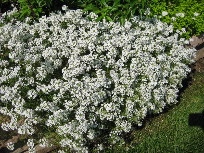 Лобулярия Приморская алиссум Lobularia maritima