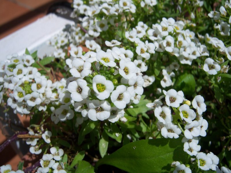 Алиссум (maritimum)