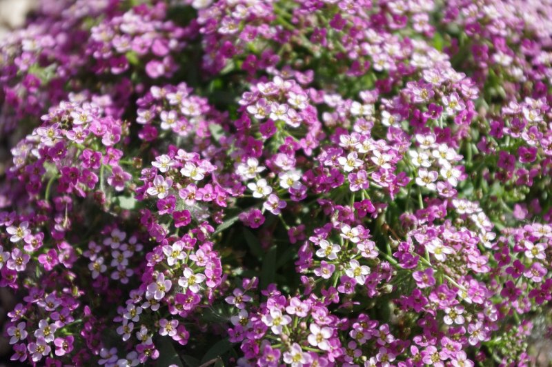 Лобулярия Primavera Princess