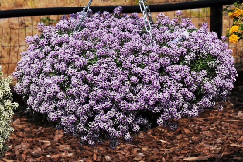 Лобулярия Приморская (Lobularia maritima)