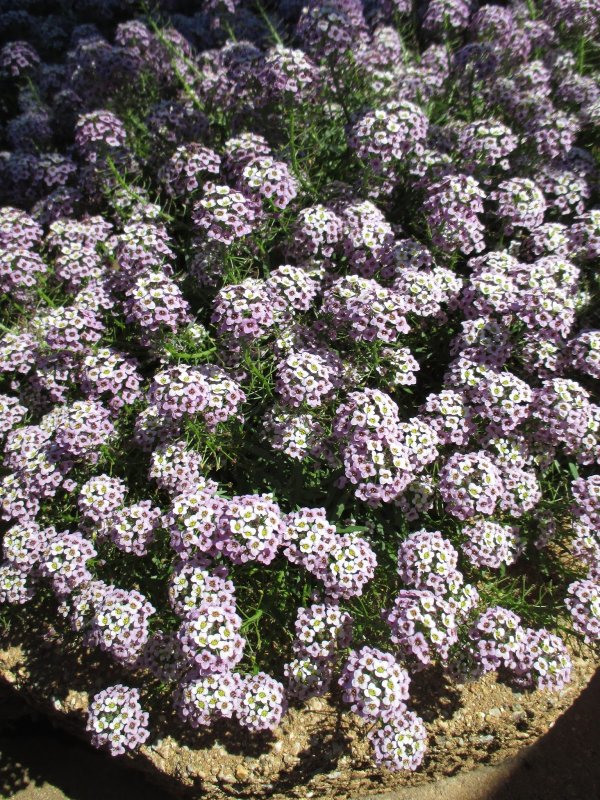 Алиссум Alyssum Snow Crystals