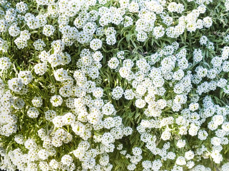 Алиссум Primavera Princess