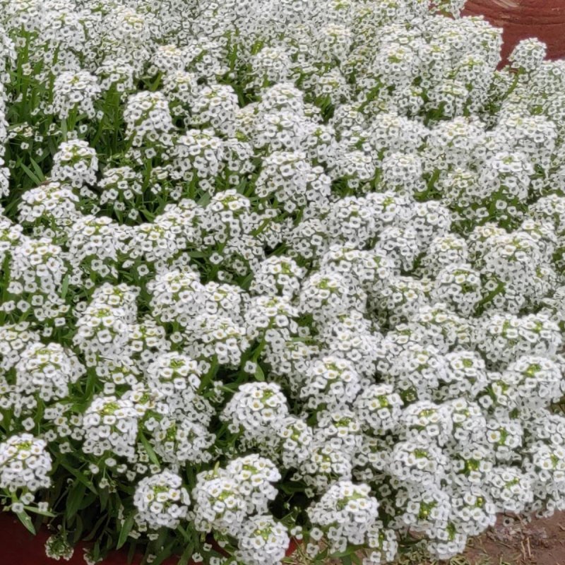 Каменник лобулярия