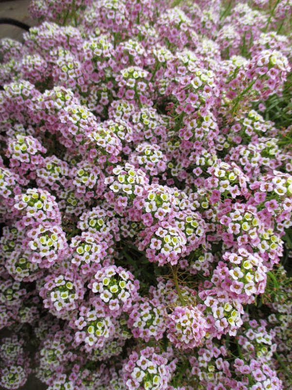 Алиссум Lobularia maritima