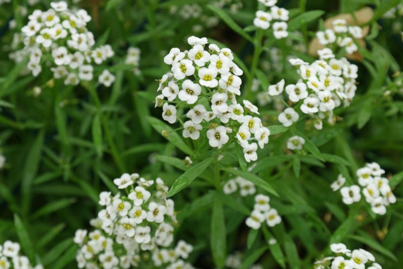Алиссум Каменник