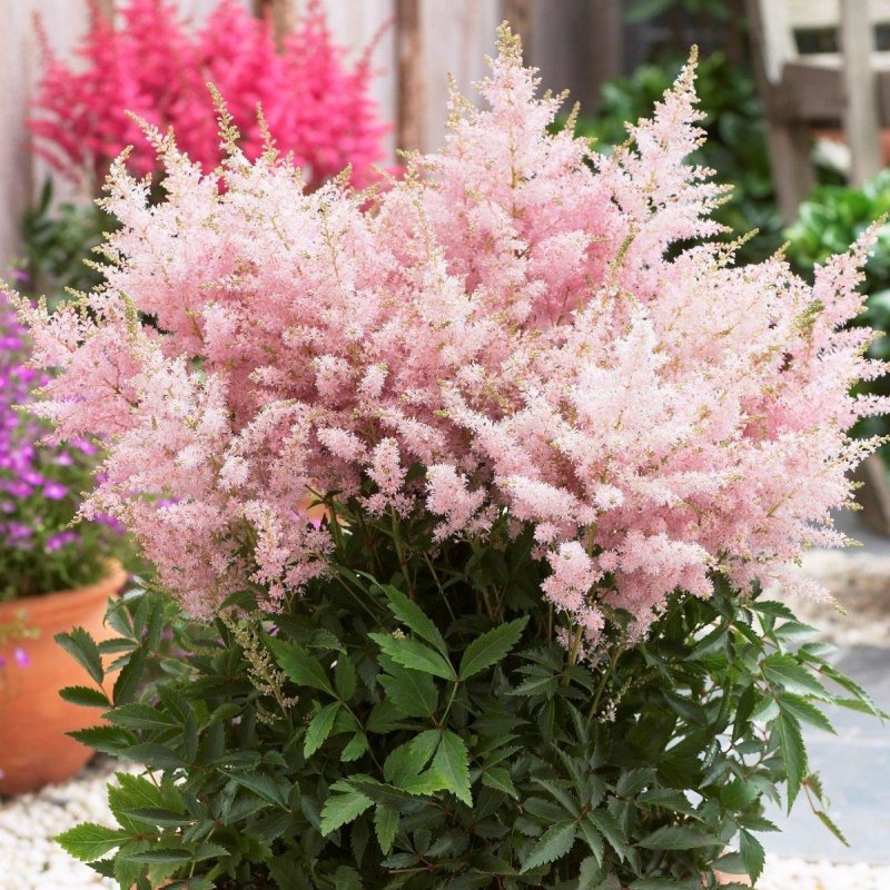 Астильба Gloria purpurea