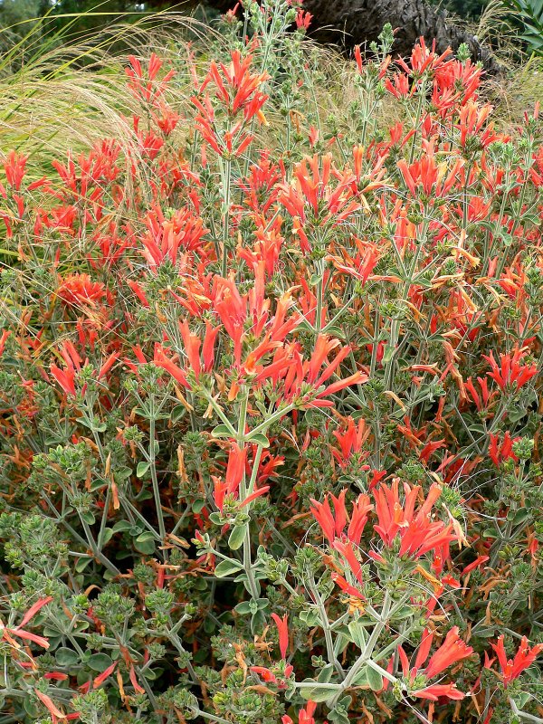 Семейство акантовых (Acanthaceae).