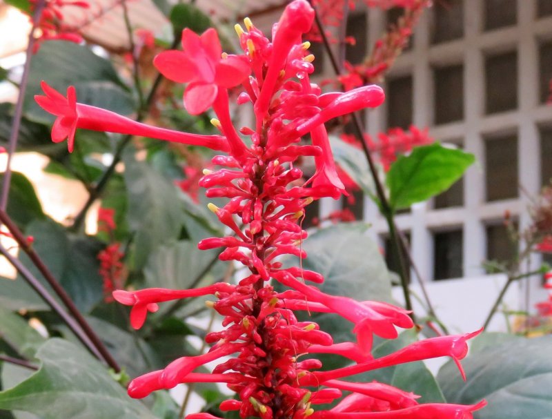 Акантовые (Acanthaceae).