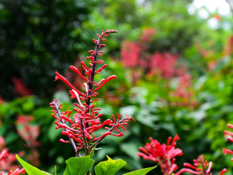 Aphelandra aurantiaca