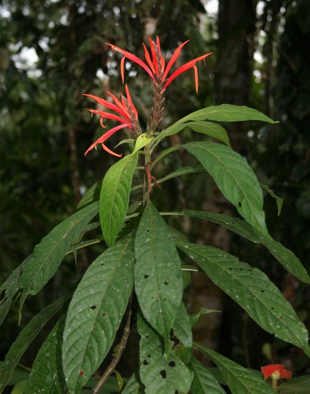 J. nitidum