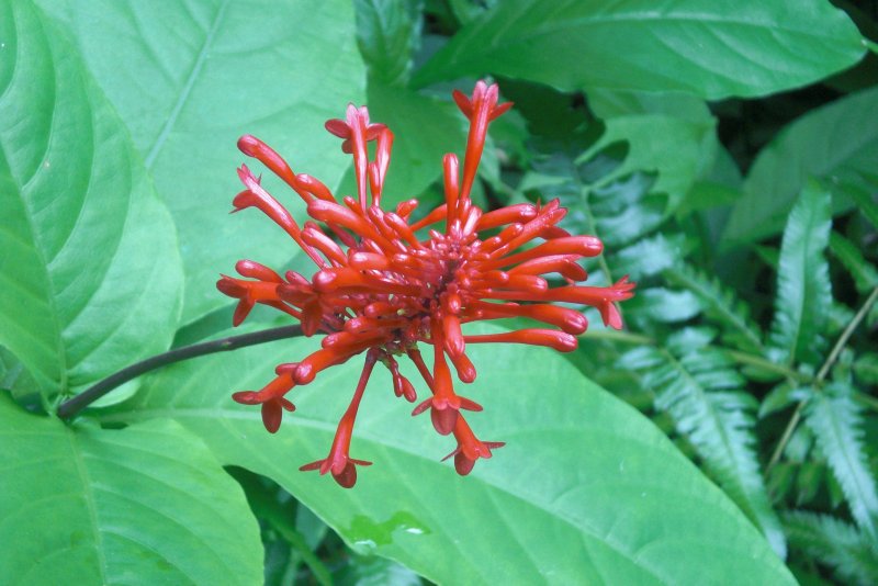 Растение Лиана Bignoniaceae
