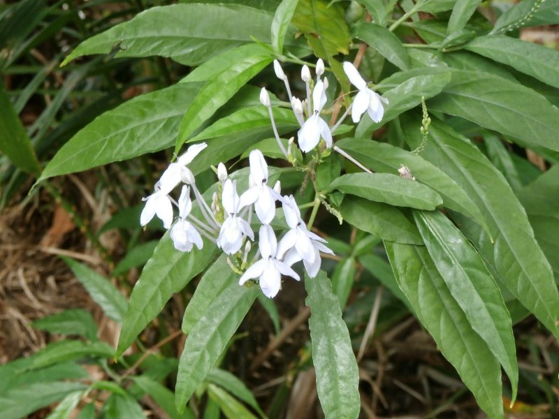 Odontonema cuspidatum