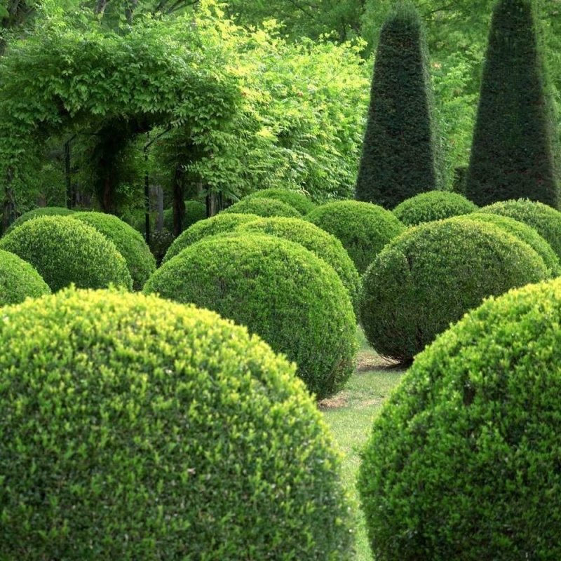 Buxus sempervirens самшит