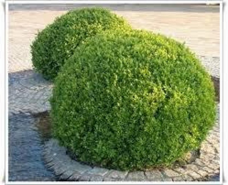 Buxus sempervirens самшит