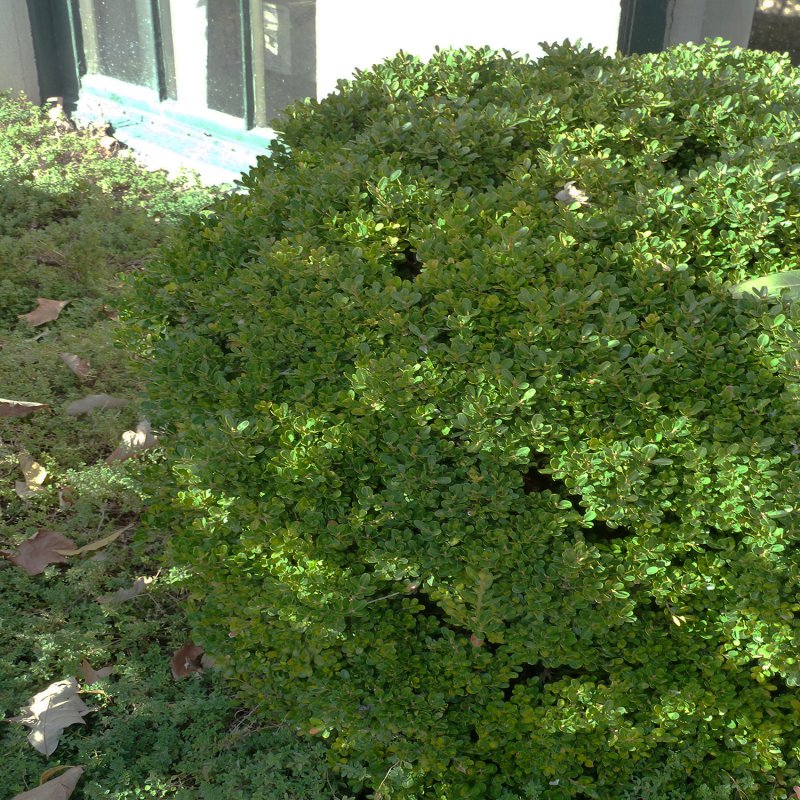 Buxus Morris midget