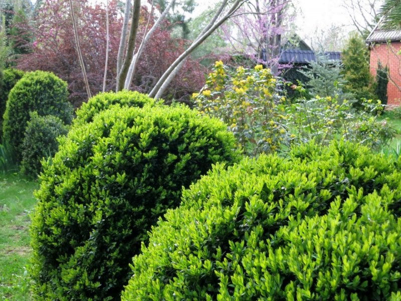 Buxus sempervirens King Midas