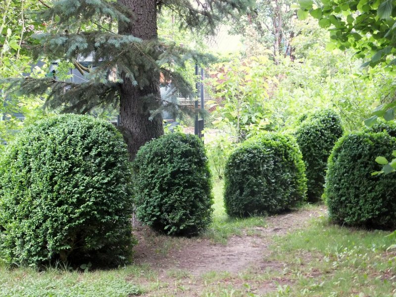Туя Западная ниваки