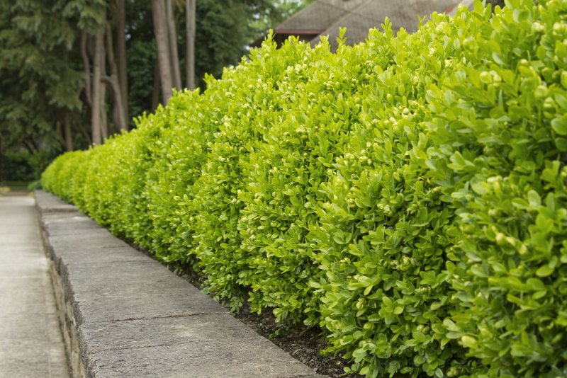 Самшит Buxus sempervirens suffruticosa
