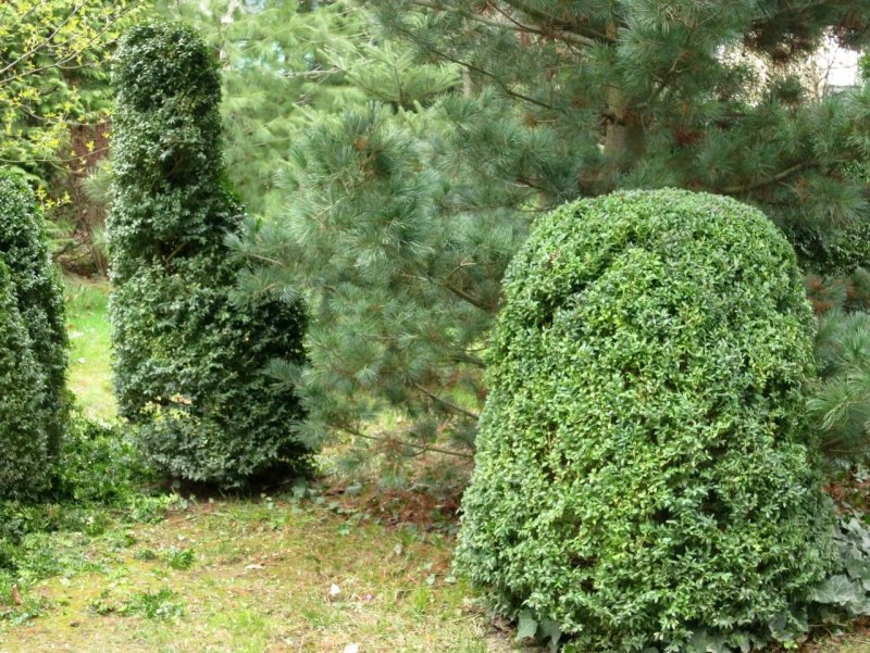 Разнообразные стрижки вечнозеленых