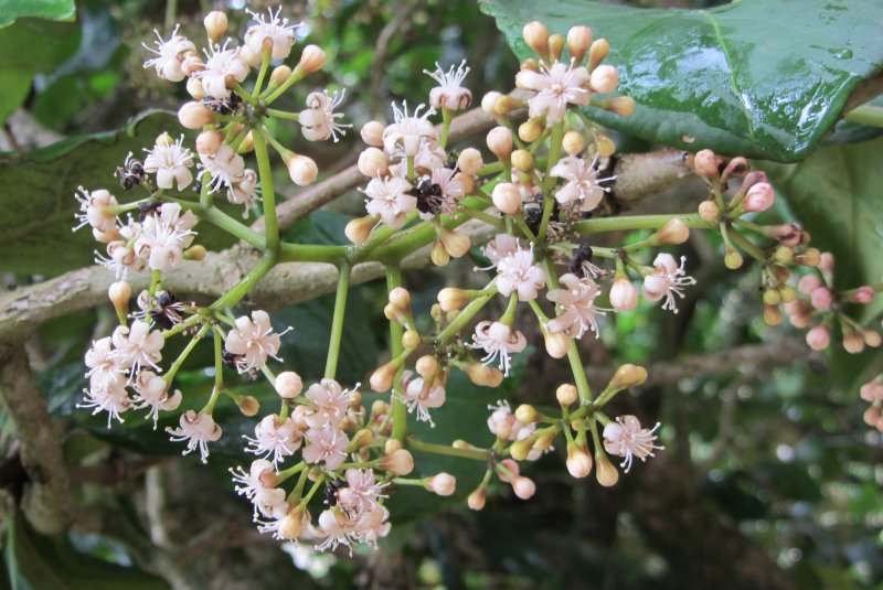 Pisonia brunoniana
