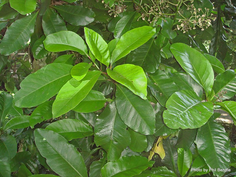 Брунониевые (brunoniaceae)