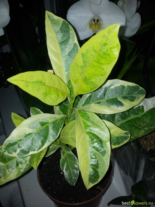 Pisonia brunoniana