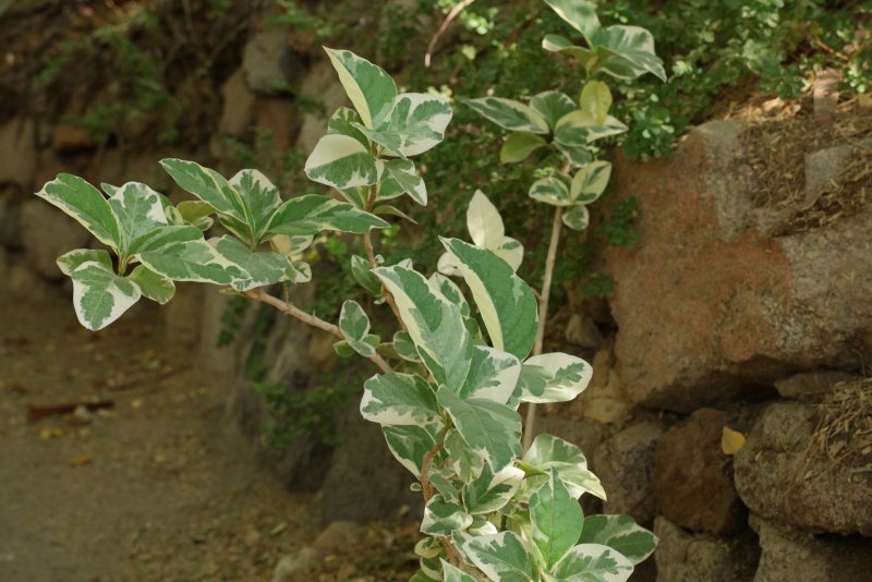 Pisonia Grandis