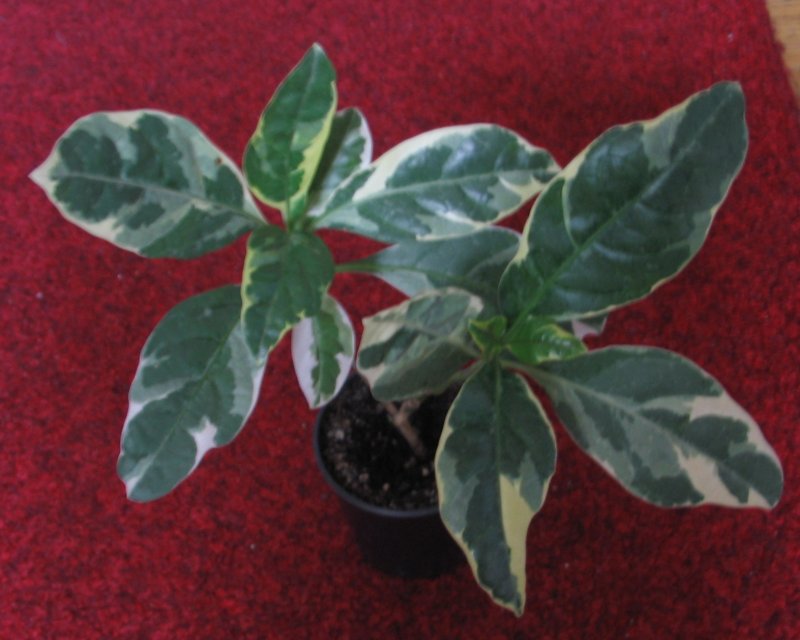 Pedilanthus