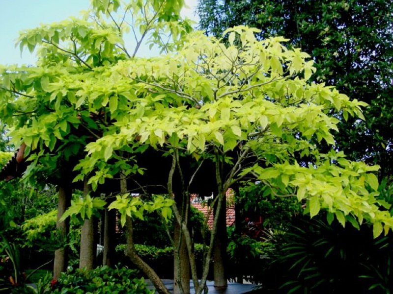 Pisonia brunoniana