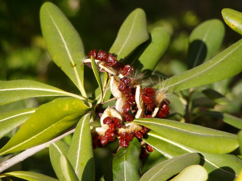 Пизония зонтичная (Pisonia umbellifera).