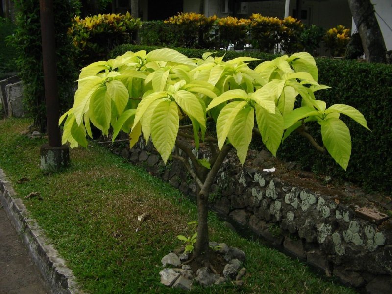 Schefflera arboricola