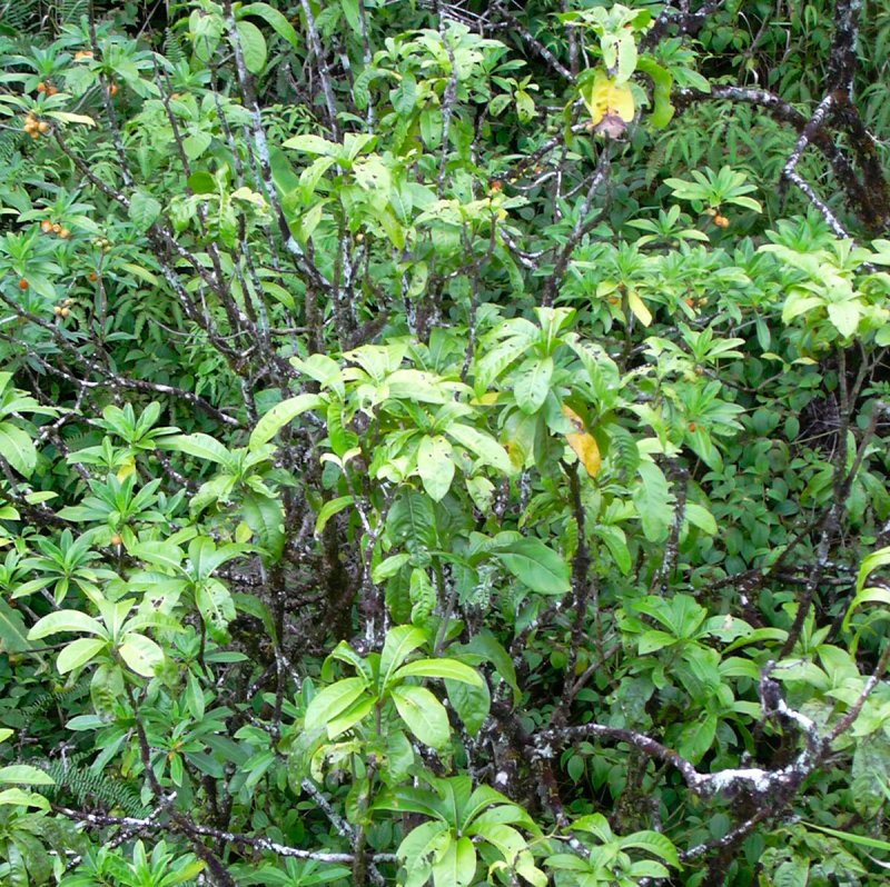 Pittosporum floribundum