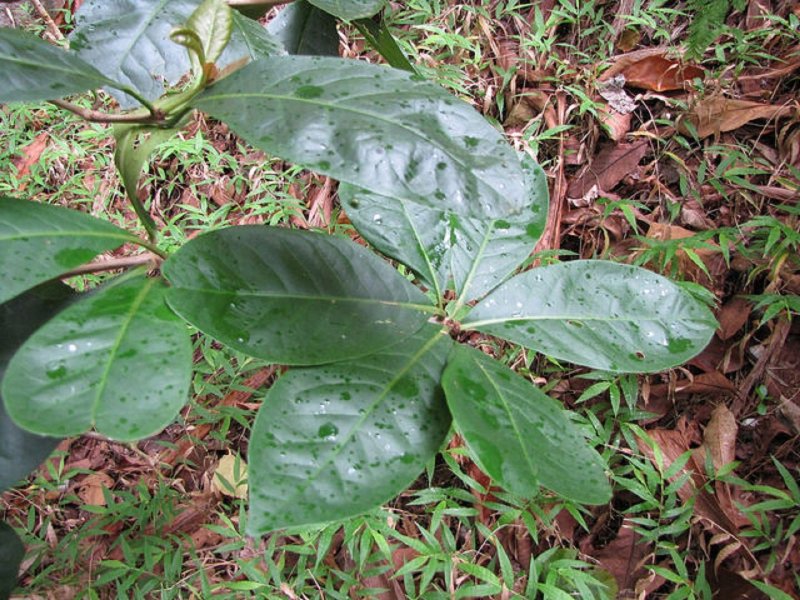 Брунониевые (brunoniaceae)