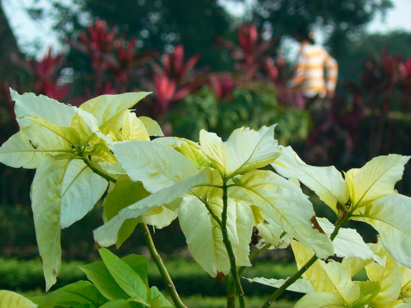 Pisonia brunoniana