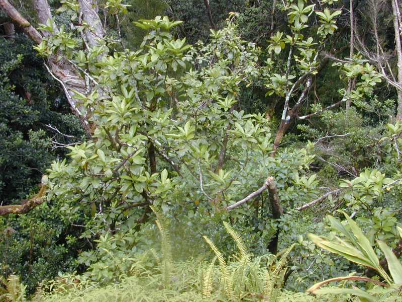 Rhaphiolepis umbellata (Рафиолепис)