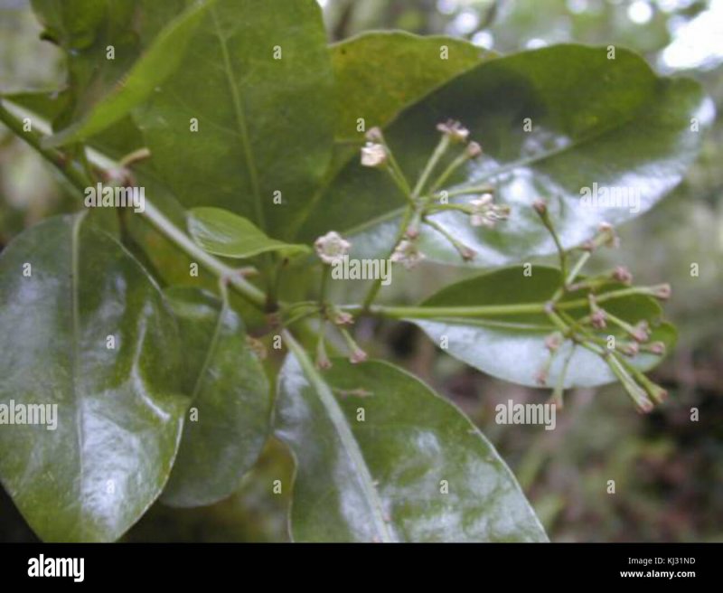 Тарентина variegata