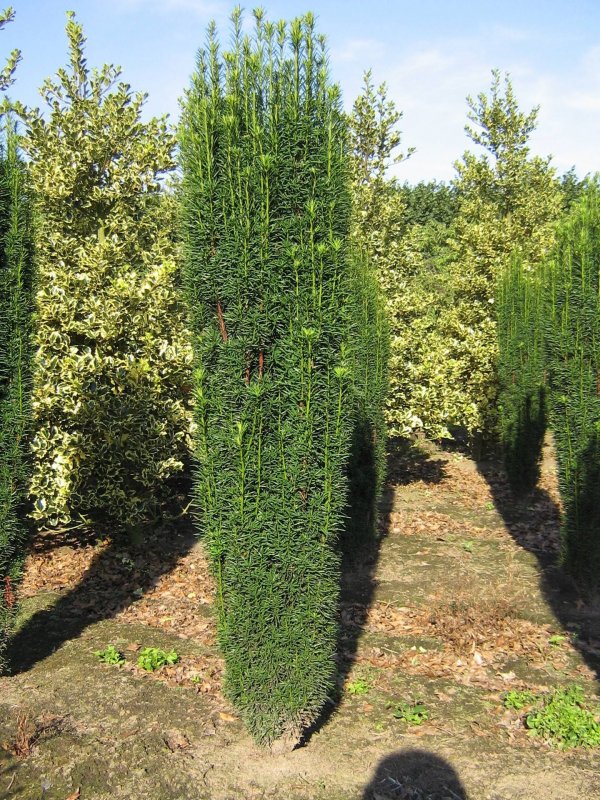 Самшит вечнозеленый rotundifolia