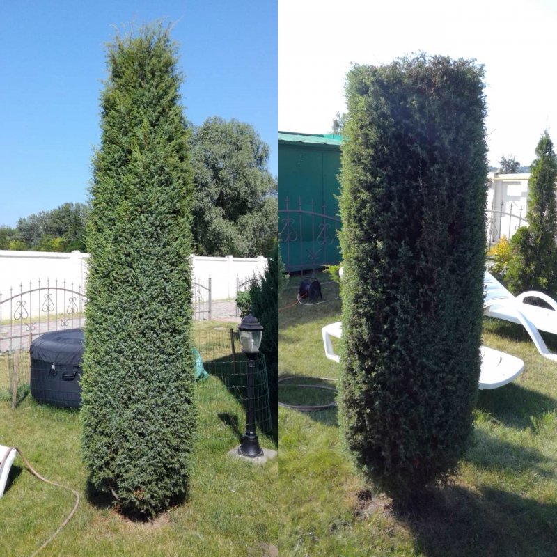 Туя Эйр Элеганс искусственная уличная
