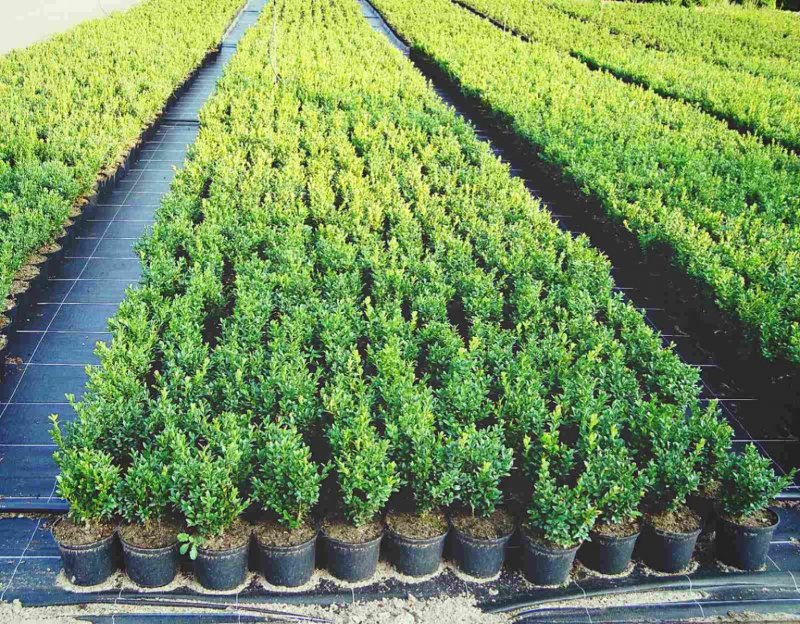 Самшит Buxus