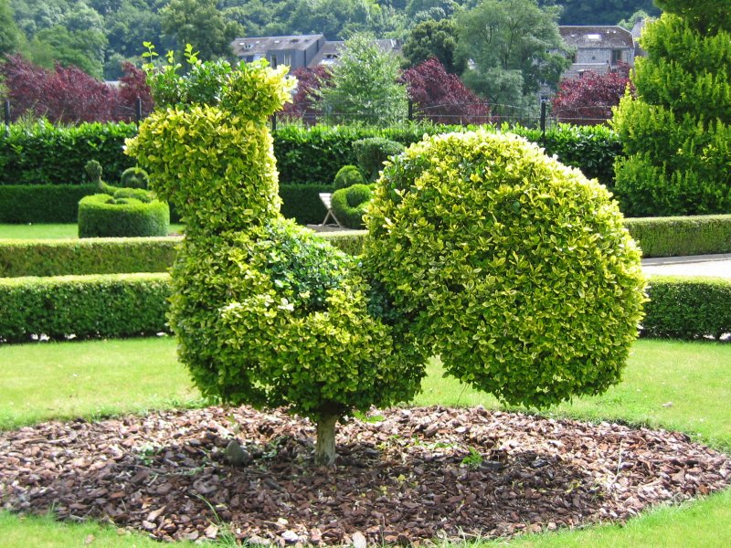 Тис ягодный (Taxus baccata David p9)