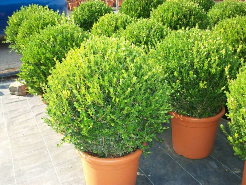 Ligustrum japonicum